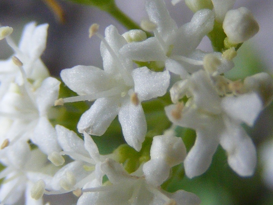 Valeriana saxatilis / Valeriana delle rupi